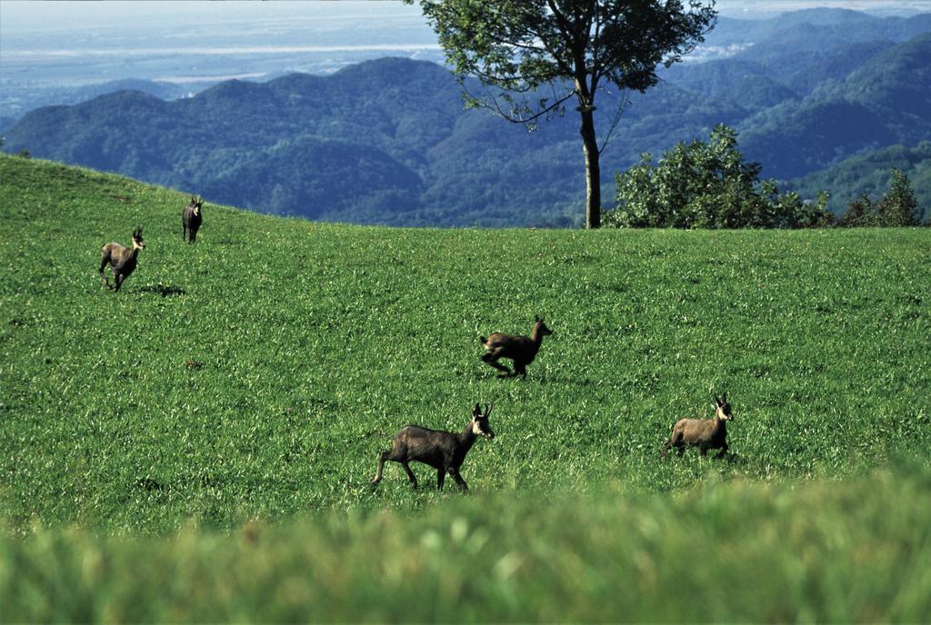 Baita Tana Da L'Ors Forgaria nel Friuli Екстериор снимка