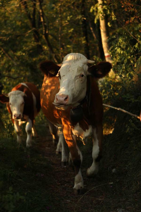 Baita Tana Da L'Ors Forgaria nel Friuli Екстериор снимка